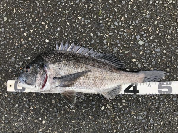 イチノ兄弟、釣果！