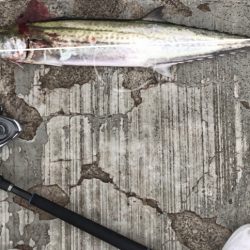 サワラでいいですよね