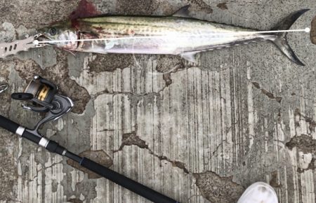 サワラでいいですよね