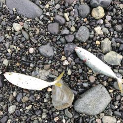 久々雨無し週末ショアジギング