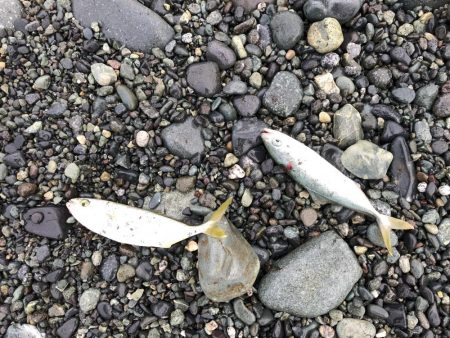 久々雨無し週末ショアジギング