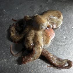 投げつりでタコまで釣れた！笑