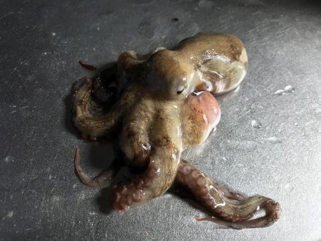 投げつりでタコまで釣れた！笑