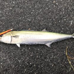 早朝ショアジギングで尺アジ・サゴシ釣れた！