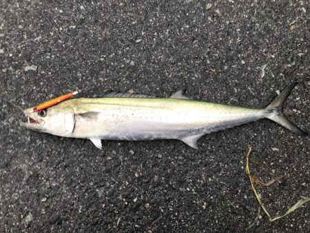 早朝ショアジギングで尺アジ・サゴシ釣れた！