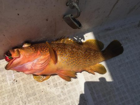 ジク、タイラバ、を頑張ってきました。