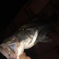 チニングでシーバス