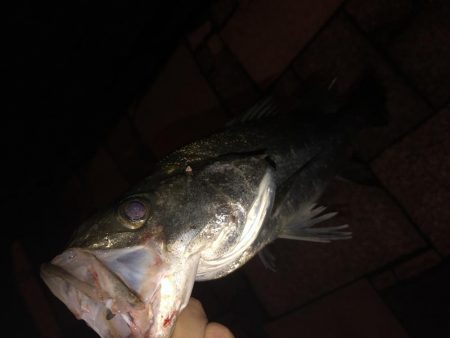 チニングでシーバス