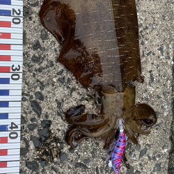 初エギングでキロアップ！