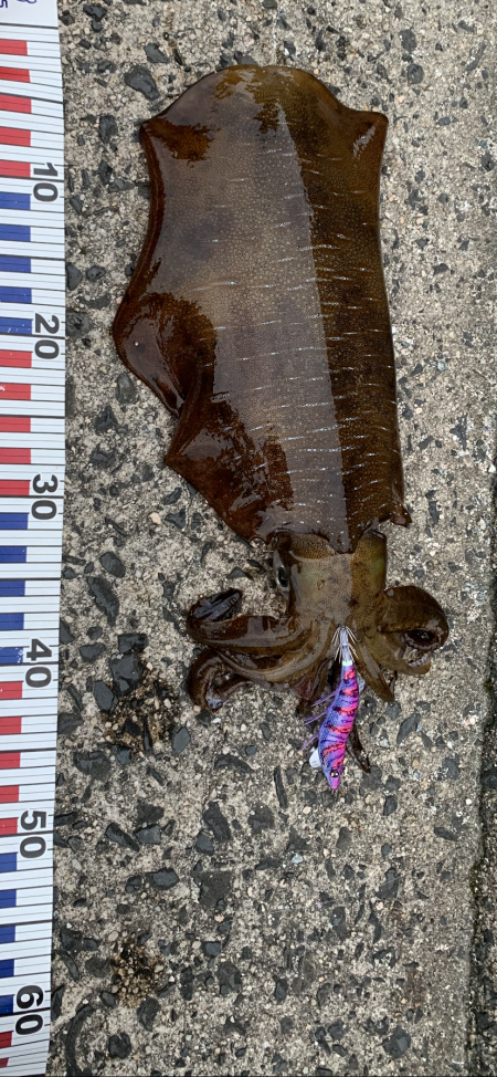 初エギングでキロアップ！