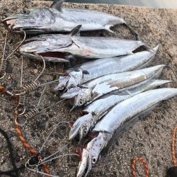 サゴシ・タチウオ爆釣！！