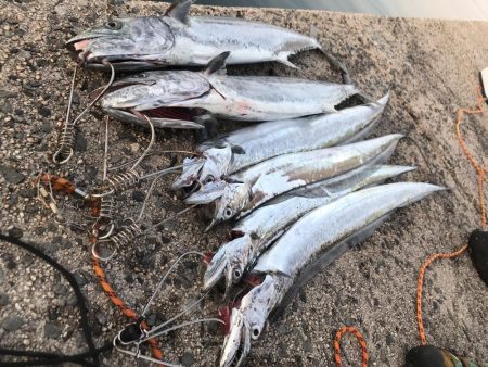 サゴシ・タチウオ爆釣！！