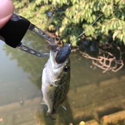 久しぶりのバス釣り