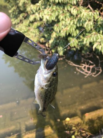 久しぶりのバス釣り