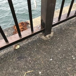 青物なし。豆アジ多し！