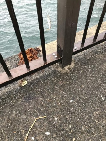 青物なし。豆アジ多し！