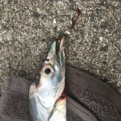 太刀魚ポツポツ