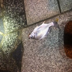 雨上がりのチニング