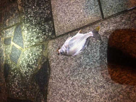 雨上がりのチニング