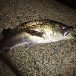 久々のシーバス