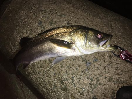 久々のシーバス