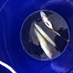 五目釣りと青物