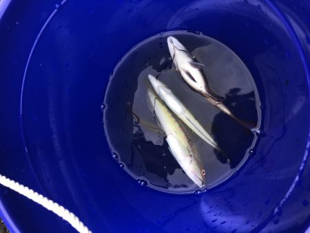 五目釣りと青物