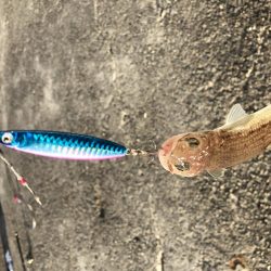 今季初タッチー