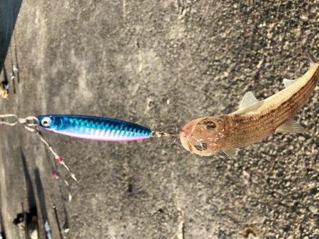 今季初タッチー