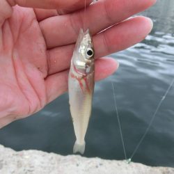 ライトタックルでピンギス狙い