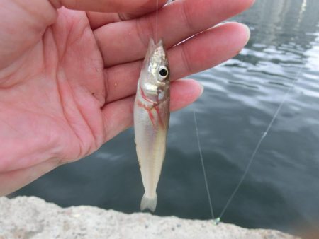 ライトタックルでピンギス狙い