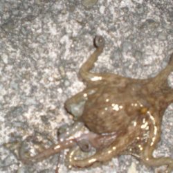 タコ新子50円ぐらいの頭