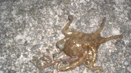 タコ新子50円ぐらいの頭