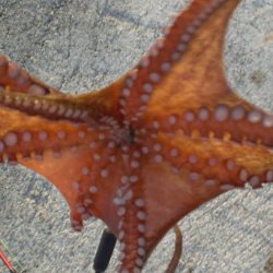 またまたタコ2匹