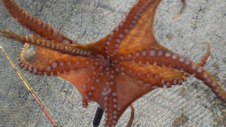 またまたタコ2匹