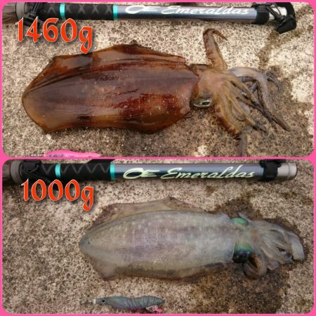 春アオリ4杯、合計6kgオーバー！