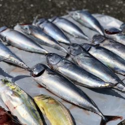 夏日真近。陸っぱりでカツオ爆釣