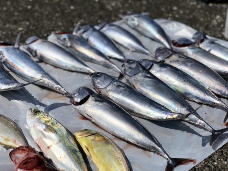 夏日真近。陸っぱりでカツオ爆釣