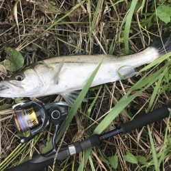 トップでセイゴ！