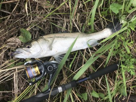 トップでセイゴ！