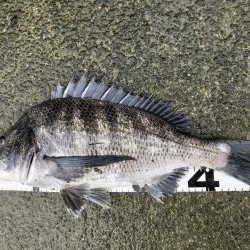 イチノ兄弟、釣果！