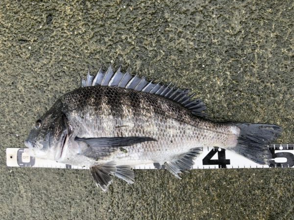 イチノ兄弟、釣果！