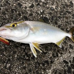 台風の影響あるなー