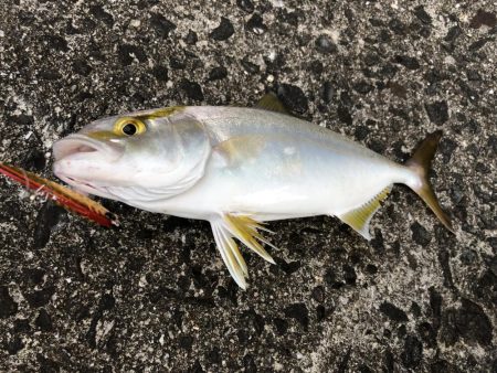 台風の影響あるなー