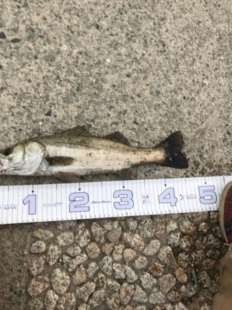 増水パターンリベンジ成功