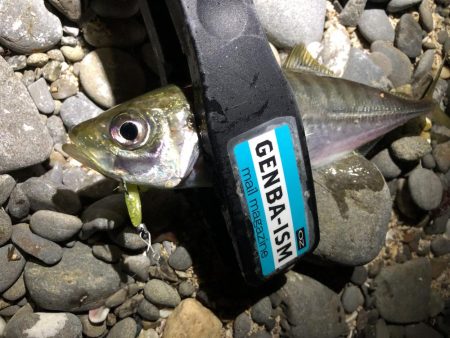 癒しのアジング