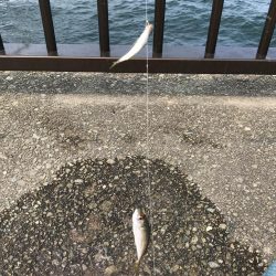 アジしかいない