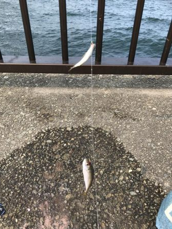 アジしかいない