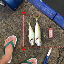 神戸港ツバス・モジャコ