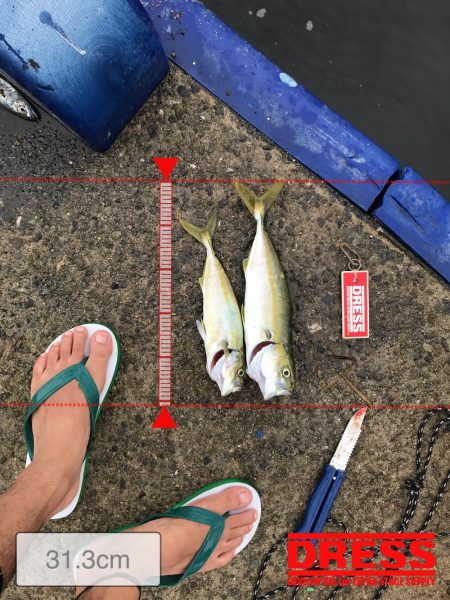 神戸港ツバス・モジャコ